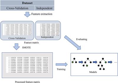 A SNARE Protein Identification Method Based on iLearnPlus to Efficiently Solve the Data Imbalance Problem